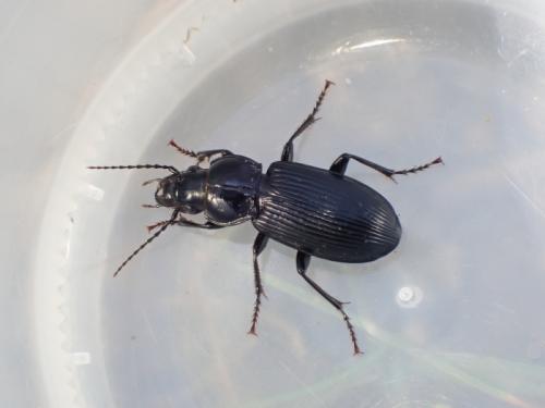 Réf. 345 384 : Pterostichus melanarius